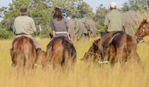 horseback safaris trails