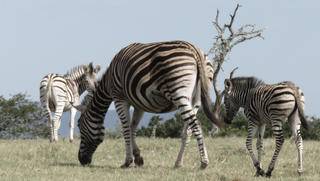 zebra hunting sa