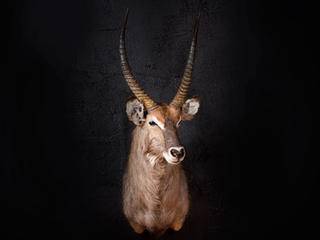 waterbuck